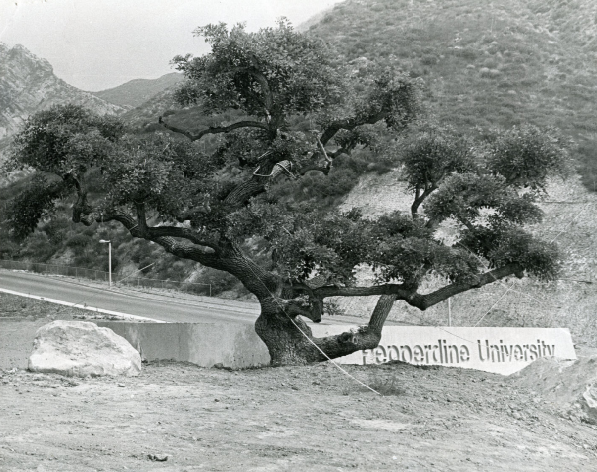 The coral tree donated to Pepperdine by William Palmer in November 1972.